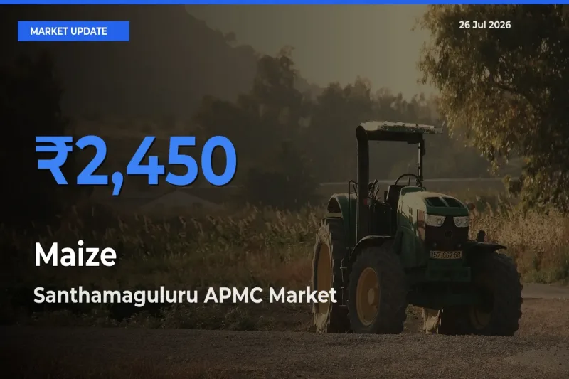 Top Performer! Santhamaguluru APMC Offers Best Maize Price Today