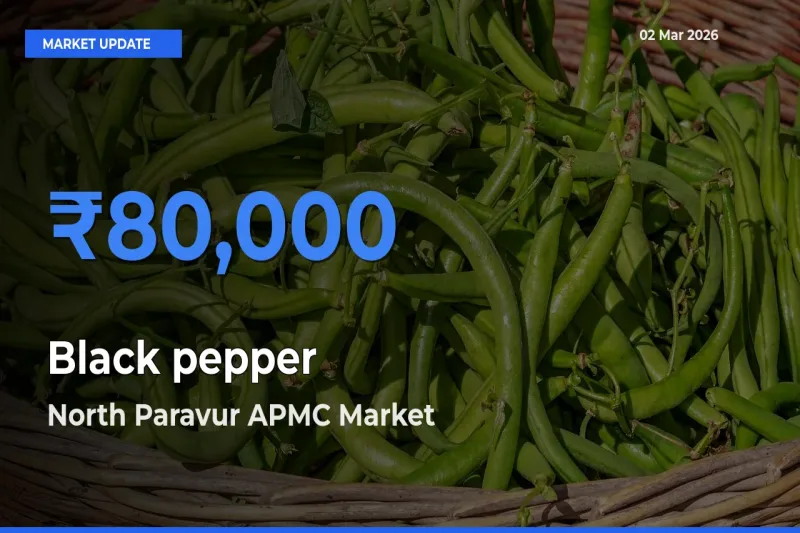 North Paravur APMC Emerges as Top Mandi for Black pepper Prices Today