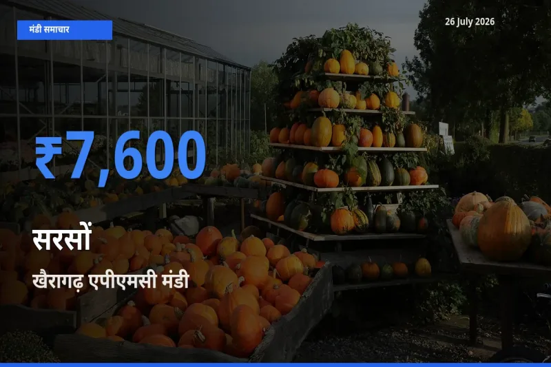आज सरसों के सबसे ज़्यादा दाम खैरागढ़ एपीएमसी मंडी में दर्ज