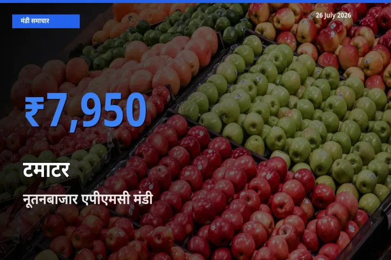 नूतनबाजार एपीएमसी मंडी में आज टमाटर के सबसे ऊँचे दाम दर्ज