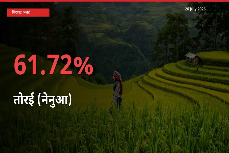 61.72% की गिरावट! मंडी में तोरई (नेनुआ) के दाम अचानक टूटे