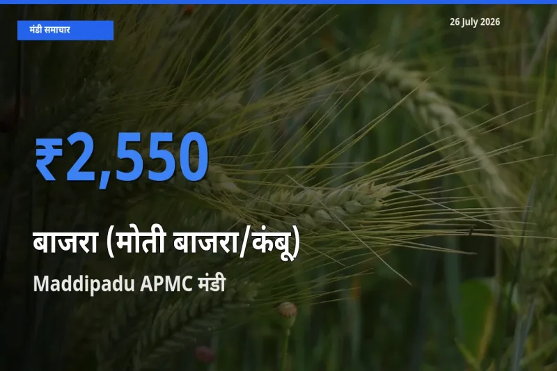 26 July अपडेट: बाजरा (मोती बाजरा/कंबू) के सबसे ऊँचे दाम Maddipadu APMC मंडी में