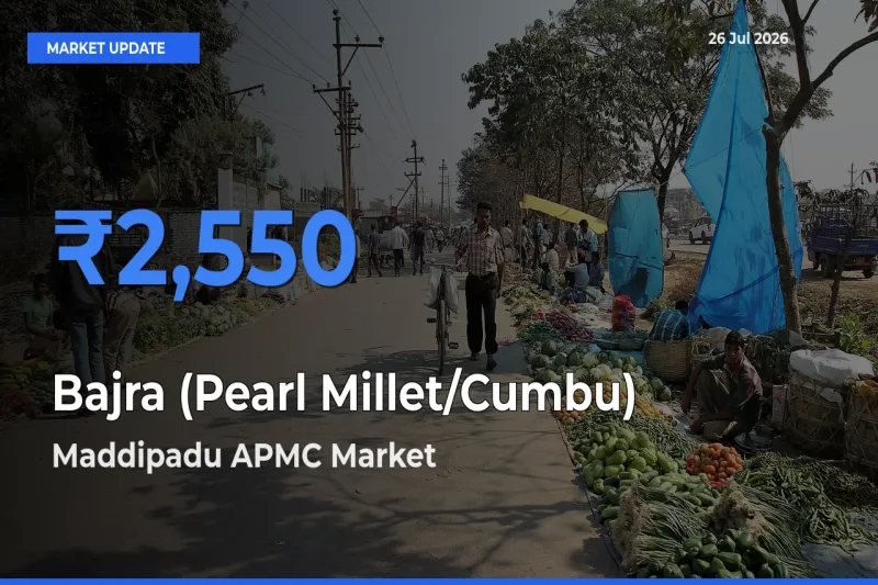 Maddipadu APMC Leads as Top Mandi for Bajra (Pearl Millet/Cumbu) Prices