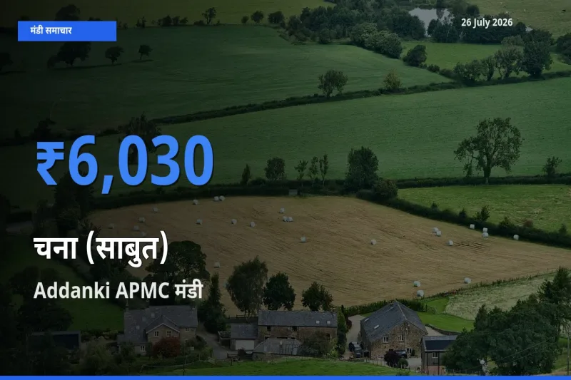 Addanki APMC मंडी में आज चना (साबुत) के सबसे ऊँचे दाम दर्ज