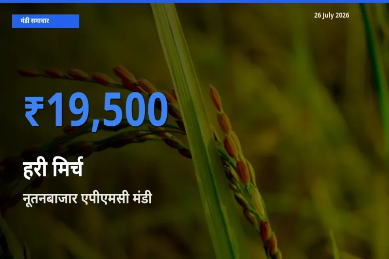 आज हरी मिर्च के सबसे ज़्यादा दाम नूतनबाजार एपीएमसी मंडी में दर्ज