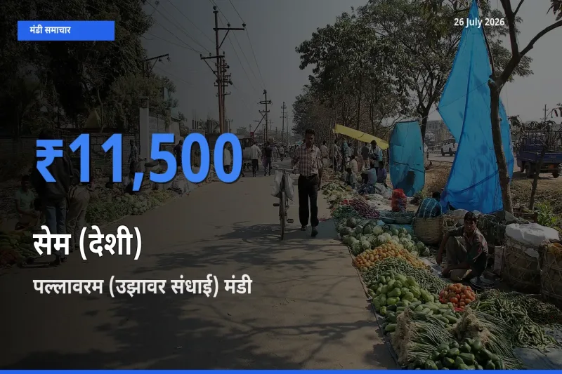 टॉप मंडी बना पल्लावरम (उझावर संधाई)! सेम (देशी) के सबसे ऊँचे दाम यहीं दर्ज