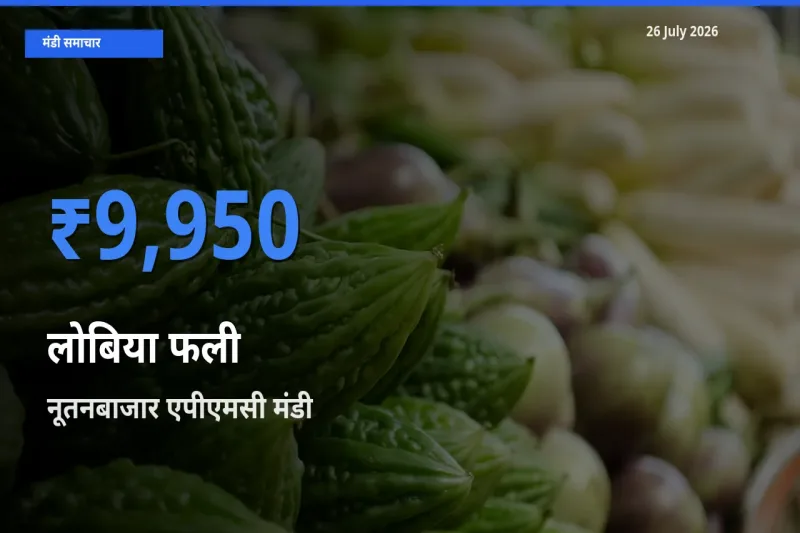 नूतनबाजार एपीएमसी मंडी में आज लोबिया फली के सबसे ऊँचे दाम दर्ज