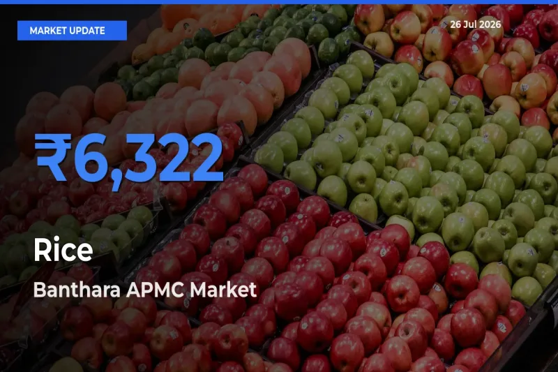 Market Watch: Banthara APMC Becomes Top Mandi for Rice