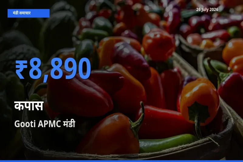 Gooti APMC में कपास का आज सबसे ऊँचा भाव