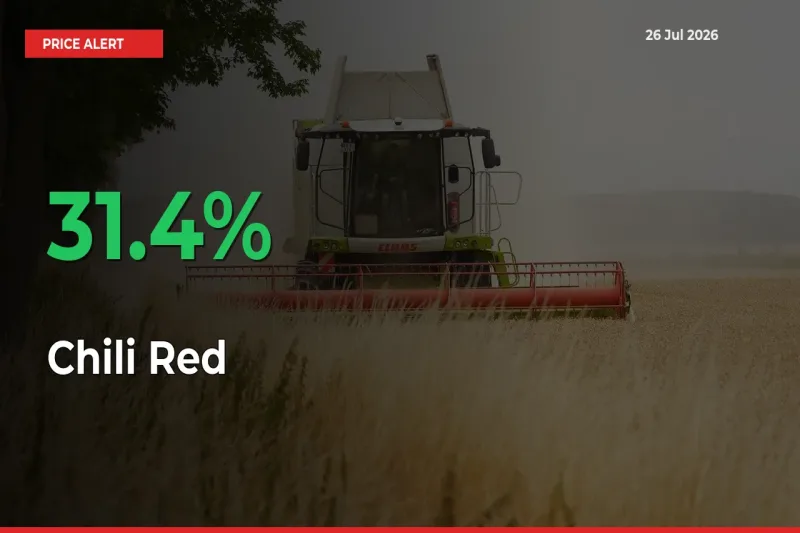 31.4% Spike in Chili Red Prices – Mandi Sees Sudden Rally