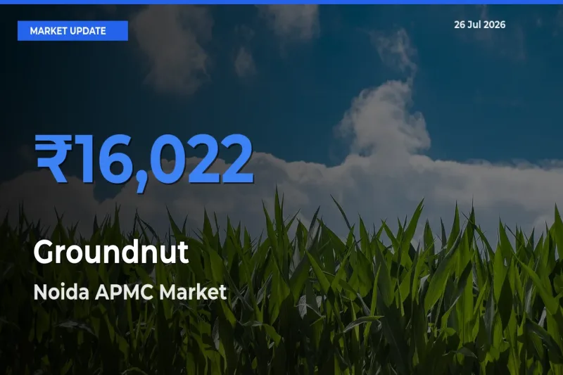 Noida APMC Records Highest ₹16,022 Rate for Groundnut