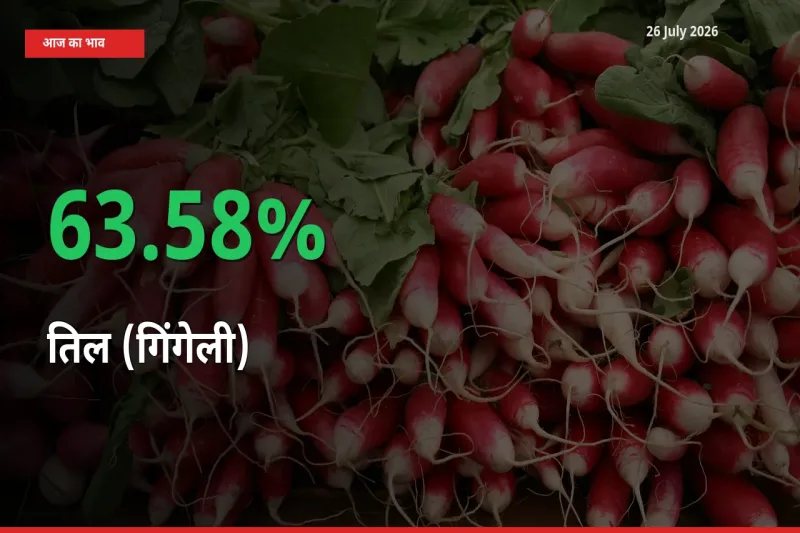 बाज़ार संकेत: तिल (गिंगेली) के भाव मंडी में 63.58% ऊपर