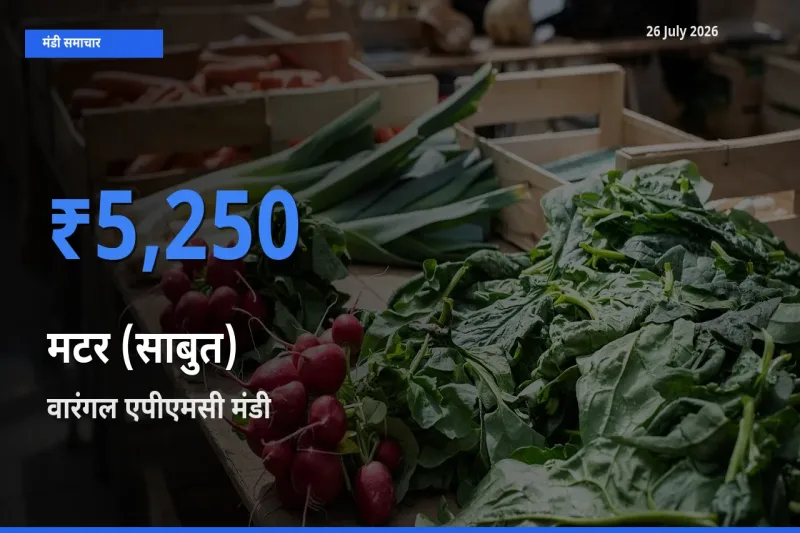 आज मटर (साबुत) के सबसे ऊँचे दाम ₹5,250 वारंगल एपीएमसी मंडी में
