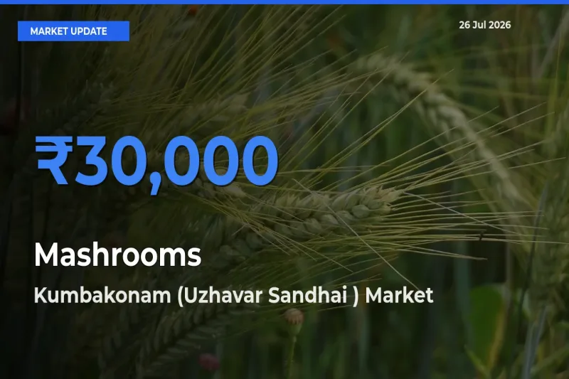 Kumbakonam (Uzhavar Sandhai ) Records Highest ₹30,000 Rate for Mashrooms