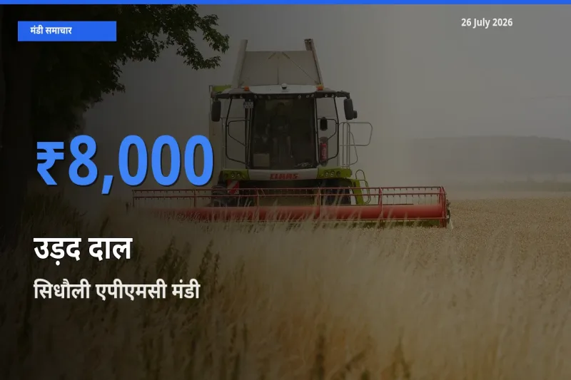 सिधौली एपीएमसी में उड़द दाल का आज सबसे ऊँचा भाव