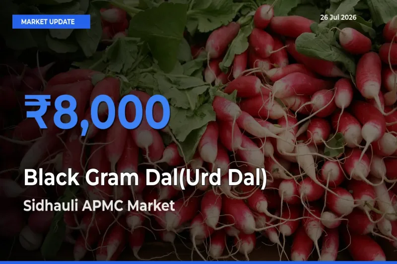 Sidhauli APMC Offers ₹8,000 – Highest Black Gram Dal(Urd Dal) Rate Today