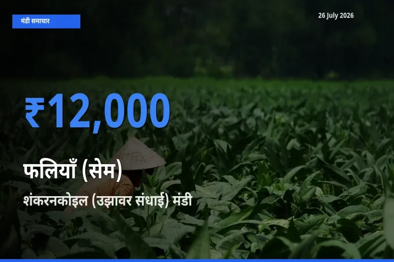 आज फलियाँ (सेम) के सबसे ज़्यादा दाम शंकरनकोइल (उझावर संधाई) मंडी में दर्ज