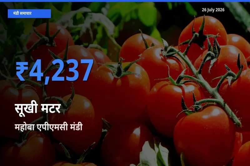 आज सूखी मटर के सबसे ऊँचे दाम ₹4,237 महोबा एपीएमसी मंडी में