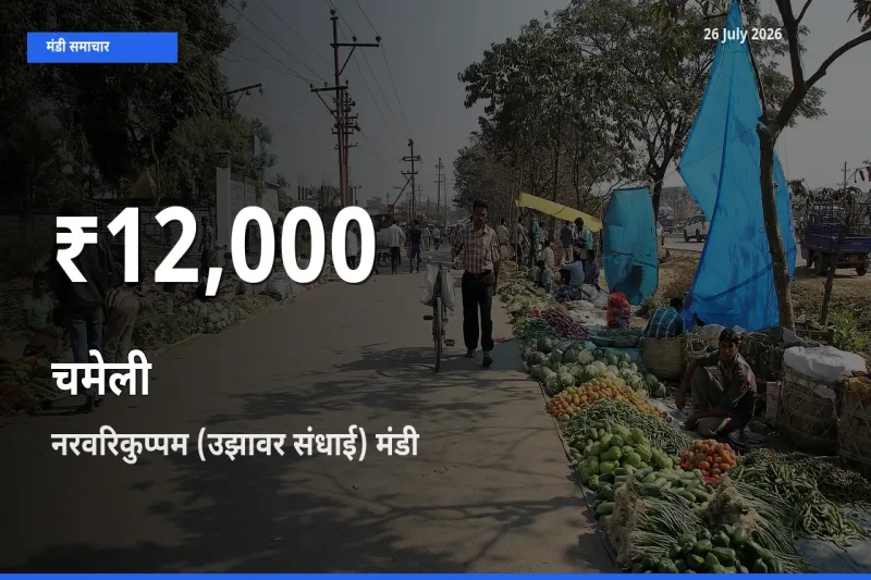 नरवरिकुप्पम (उझावर संधाई) में चमेली के दाम 30 दिन के न्यूनतम स्तर पर, आज का मंडी भाव देखें