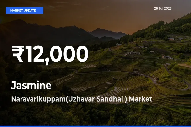 Jasmine Mandi Rate Today: 30-Day Low Recorded in Naravarikuppam(Uzhavar Sandhai )