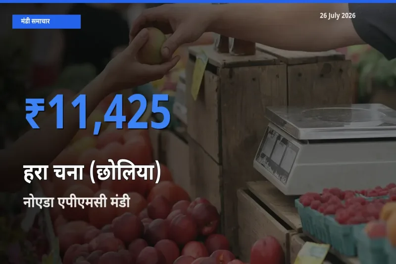 नोएडा एपीएमसी मंडी में हरा चना (छोलिया) ₹11,425 पर पहुँचा – आज का सर्वोच्च भाव