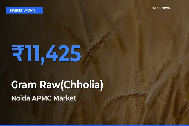 Top Performer! Noida APMC Offers Best Gram Raw(Chholia) Price Today