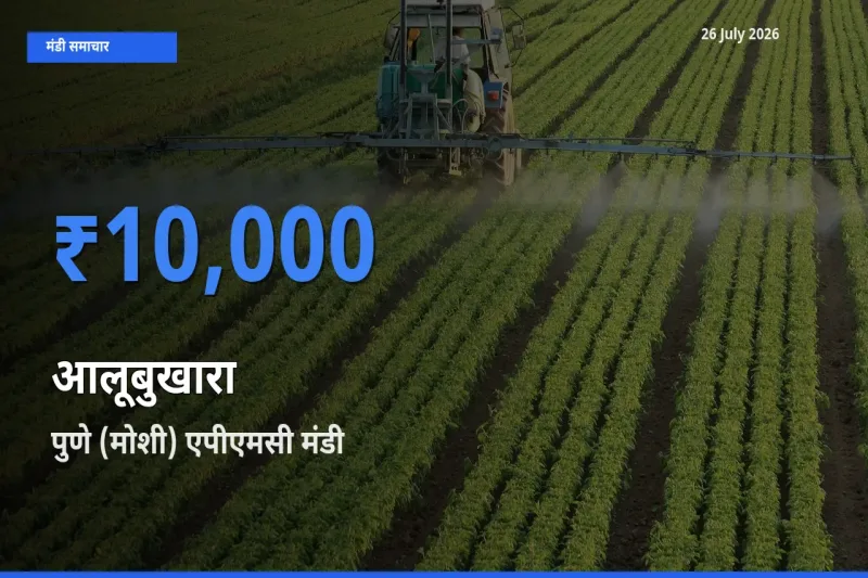 आज का मंडी भाव: आलूबुखारा के सबसे ज़्यादा दाम पुणे (मोशी) एपीएमसी में