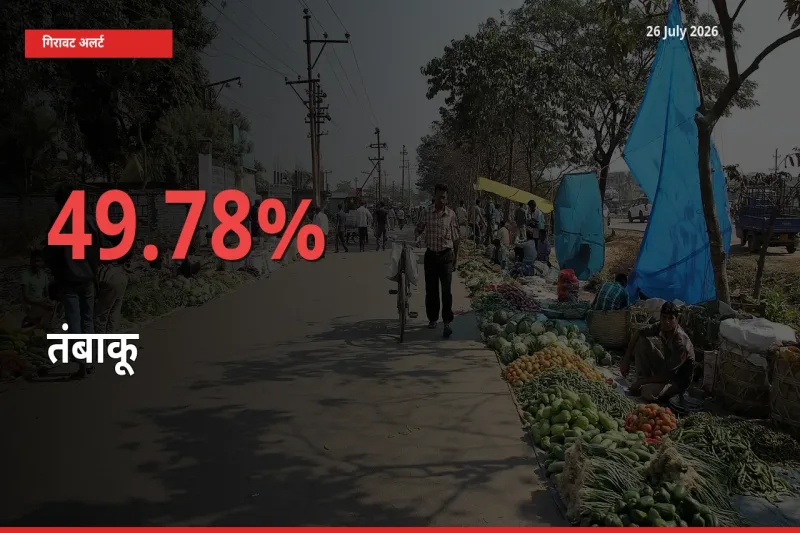 49.78% की गिरावट! मंडी में तंबाकू के दाम अचानक टूटे