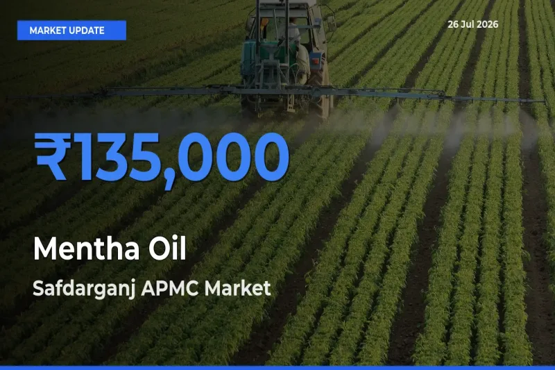 Safdarganj APMC Tops Mentha Oil Rates – July 26 Market Update