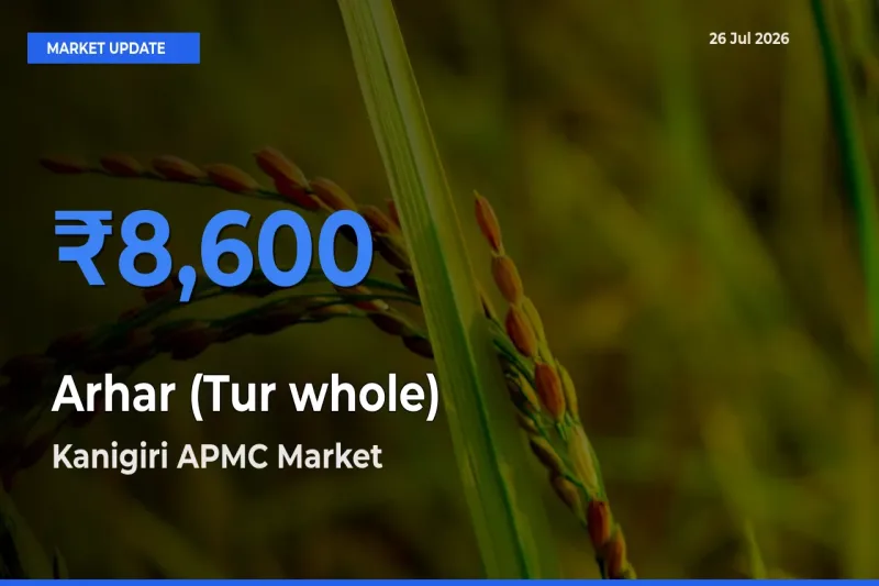 Kanigiri APMC Offers ₹8,600 – Highest Arhar (Tur whole) Rate Today