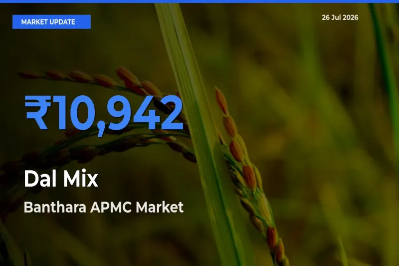Market Watch: Banthara APMC Becomes Top Mandi for Dal Mix