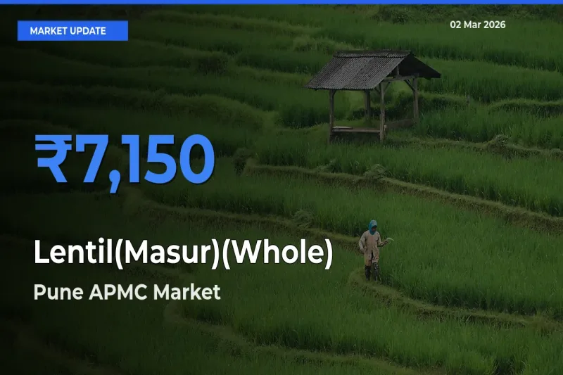 Pune APMC Emerges as Top Mandi for Lentil(Masur)(Whole) Prices Today