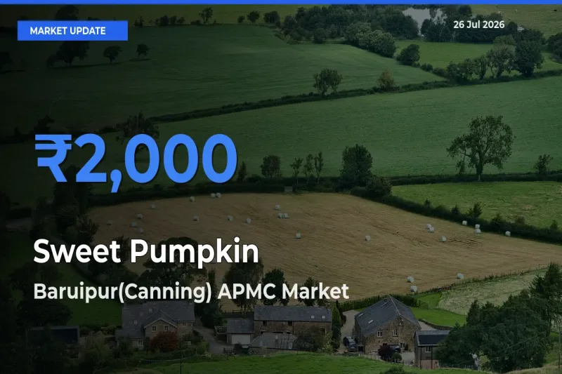 Baruipur(Canning) APMC Tops Sweet Pumpkin Mandi Rates Today