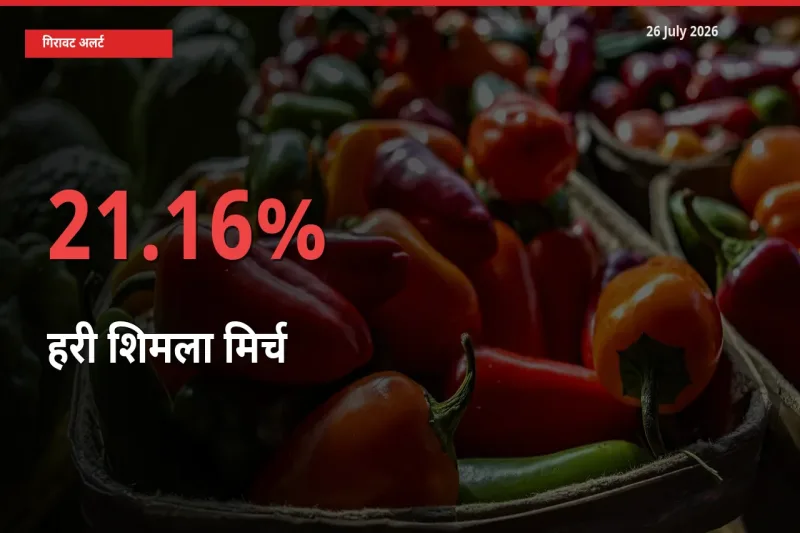 21.16% की गिरावट! मंडी में हरी शिमला मिर्च के दाम अचानक टूटे