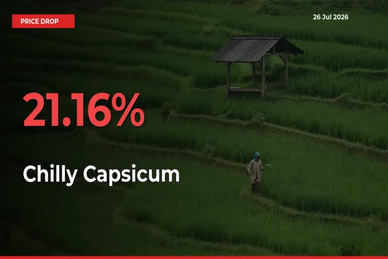Chilly Capsicum Prices Drop 21.16% in 24 Hours at Major Mandis