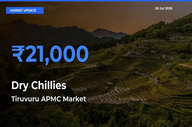 Tiruvuru APMC Records Highest ₹21,000 Rate for Dry Chillies