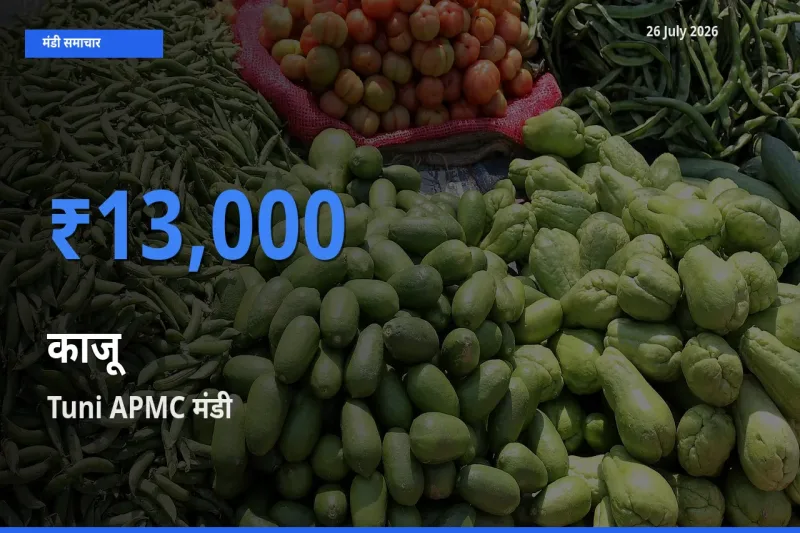 आज का मंडी भाव: काजू के सबसे ज़्यादा दाम Tuni APMC में