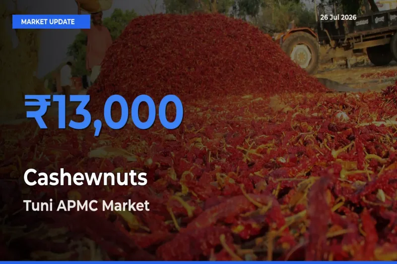 Market Watch: Tuni APMC Becomes Top Mandi for Cashewnuts