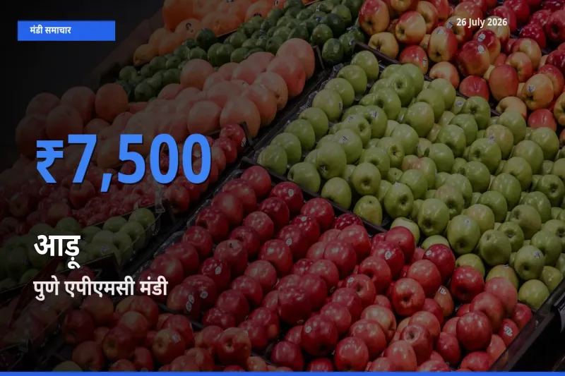 आज आड़ू के सबसे ऊँचे दाम ₹7,500 पुणे एपीएमसी मंडी में