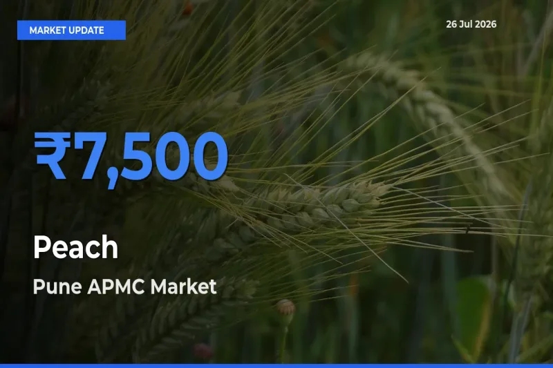 Top Performer! Pune APMC Offers Best Peach Price Today