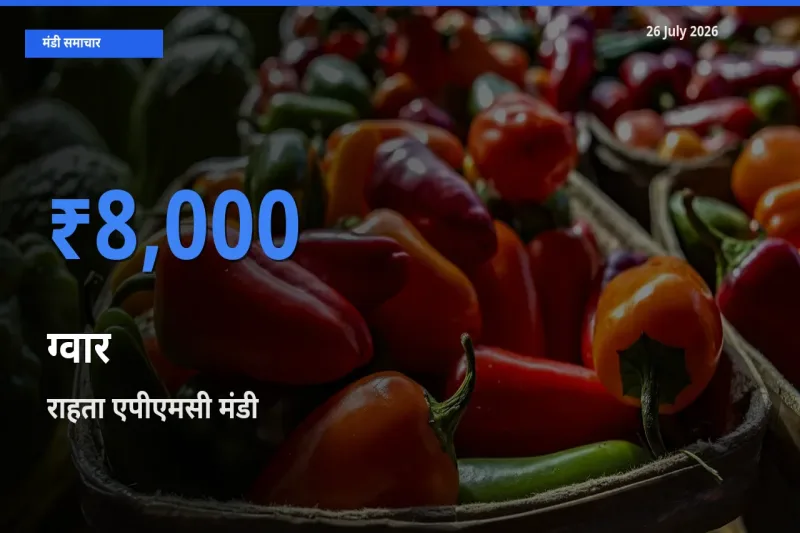राहता एपीएमसी मंडी में आज ग्वार के सबसे ऊँचे दाम दर्ज