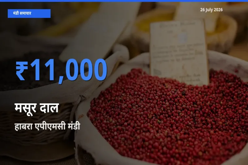 आज का मंडी भाव: मसूर दाल के सबसे ज़्यादा दाम हाबरा एपीएमसी में