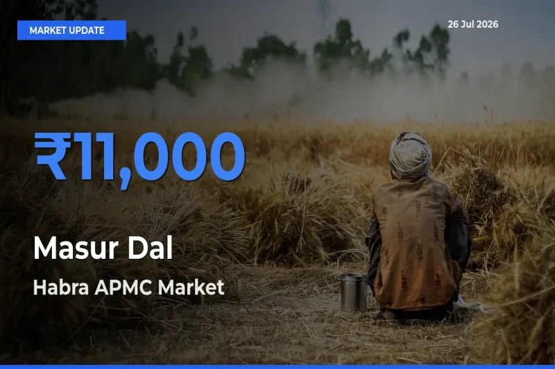 Farmers Prefer Habra APMC as Masur Dal Hits Highest Rate