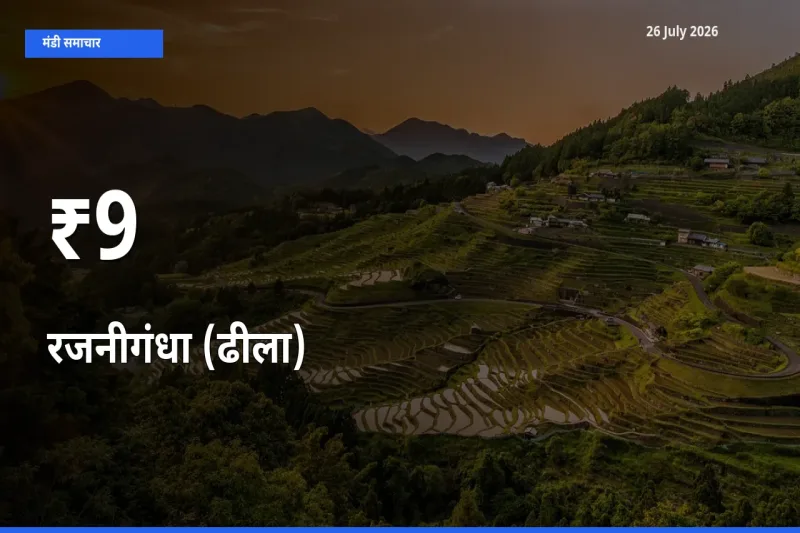 रजनीगंधा (ढीला) का ट्रेंड कई मंडियों में साफ