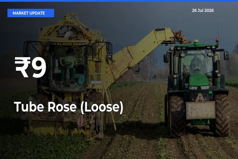 Tube Rose (Loose) Prices Gain Momentum Across 9+ Mandis – Market Trend Strengthens