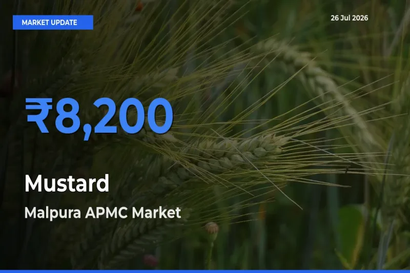 Malpura APMC Leads as Top Mandi for Mustard Prices