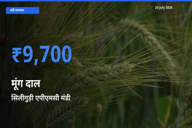 सिलीगुड़ी एपीएमसी मंडी में आज मूंग दाल के सबसे ऊँचे दाम दर्ज
