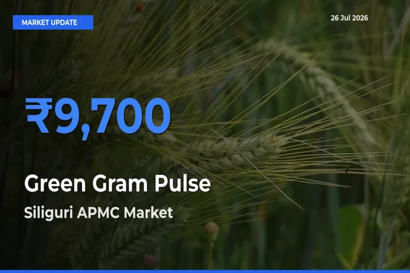 Siliguri APMC Tops Green Gram Pulse Rates – July 26 Market Update