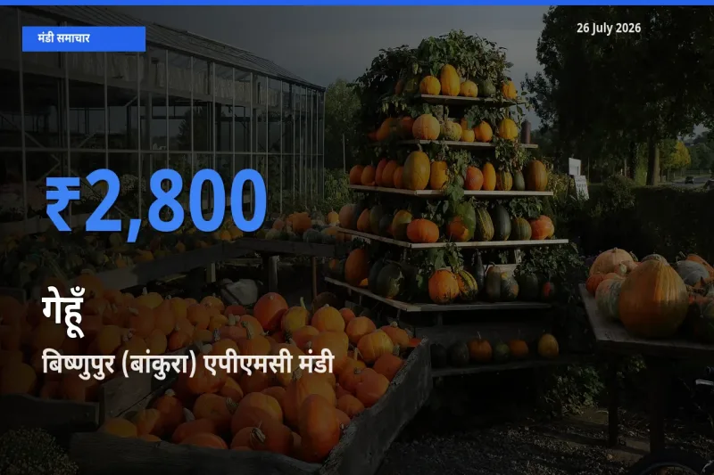 बिष्णुपुर (बांकुरा) एपीएमसी में गेहूँ का आज सबसे ऊँचा भाव
