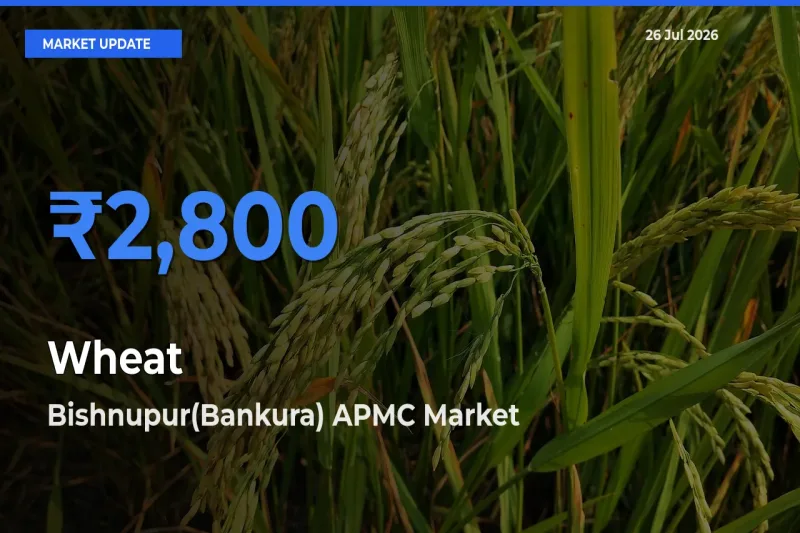 Bishnupur(Bankura) APMC Offers ₹2,800 – Highest Wheat Rate Today
